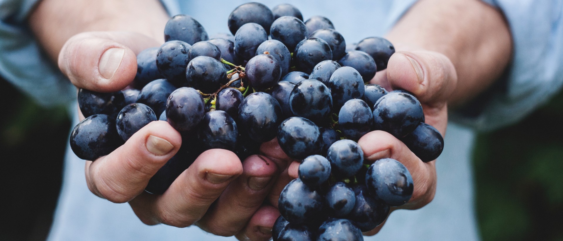 Producción de vino en los valles Maipo, Colchagua y Elqui
