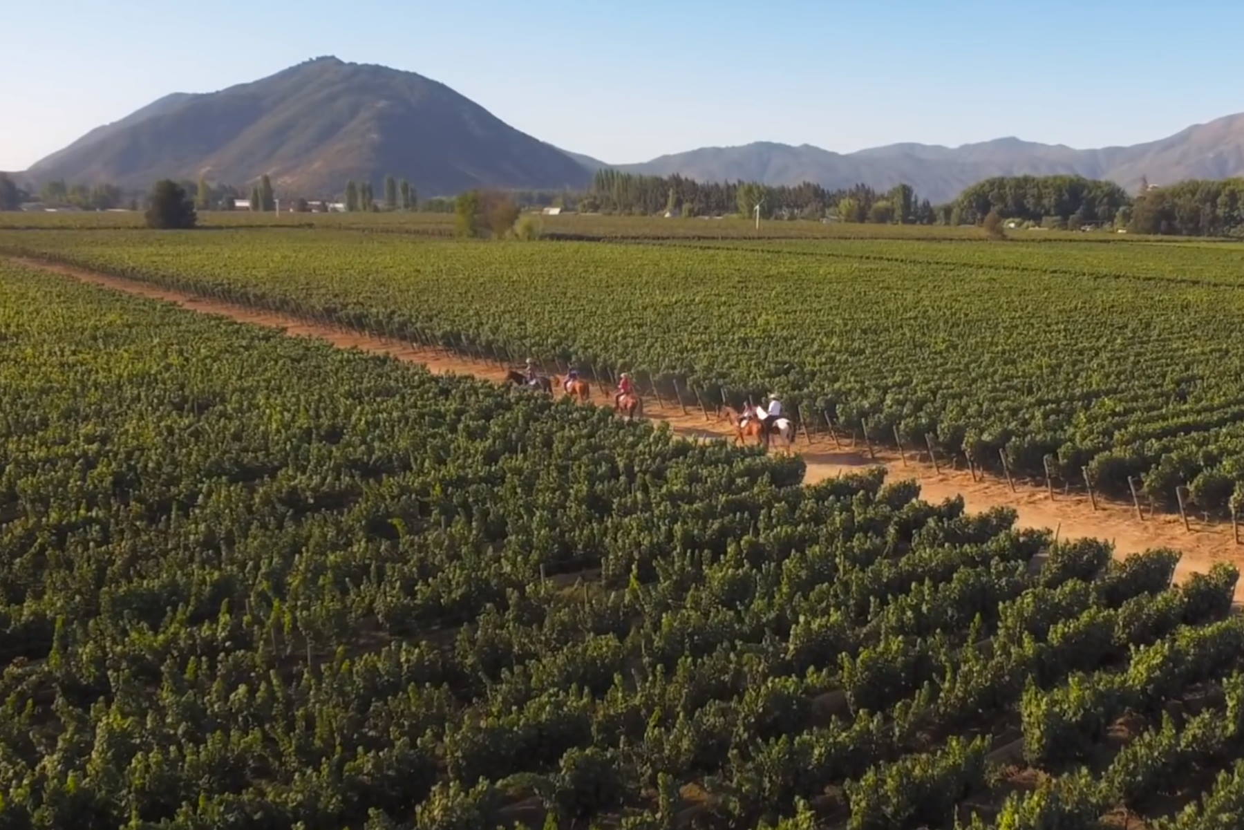 Viñedos de Santa Cruz, Valle de Colchagua